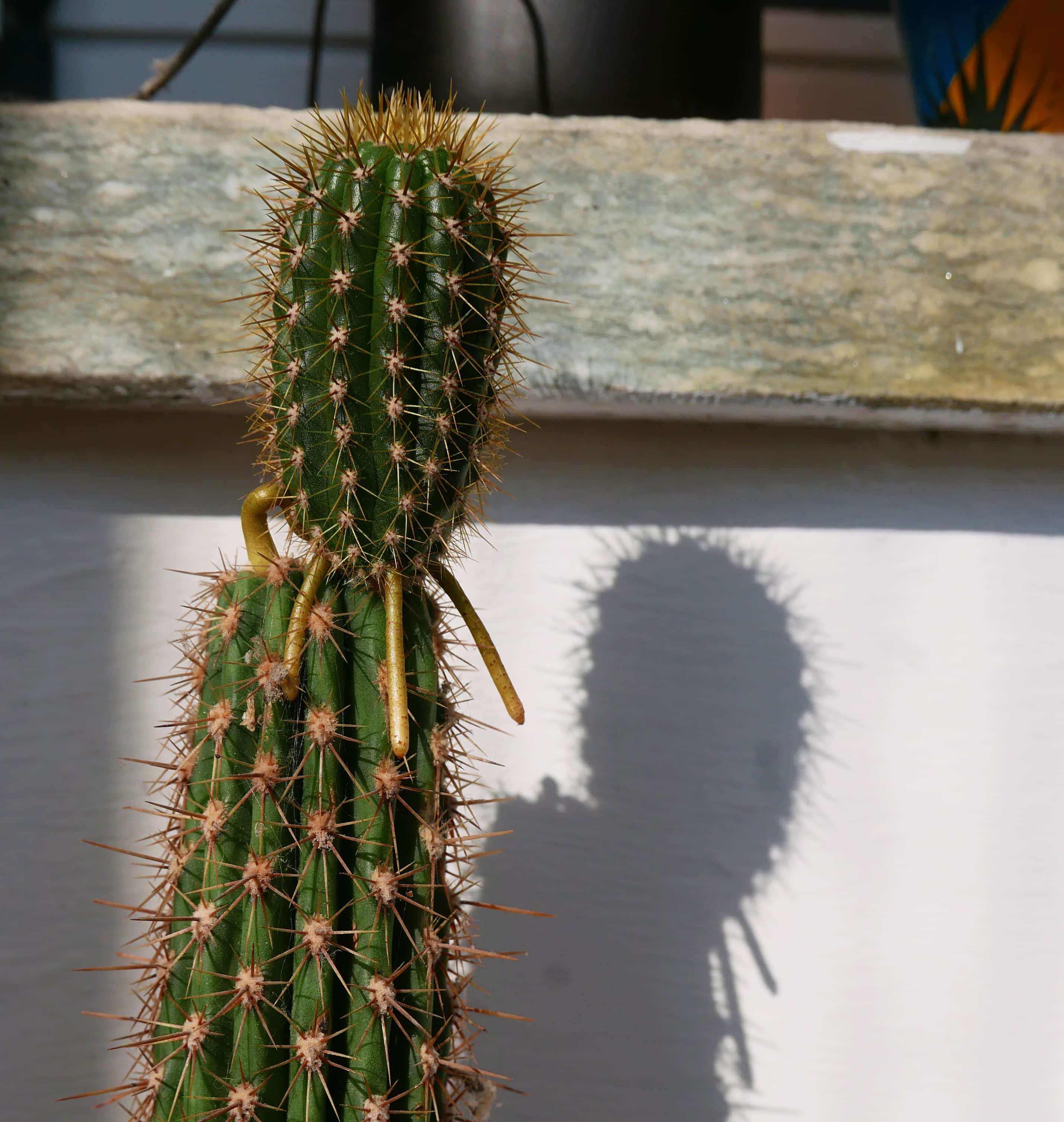 una foto di un cactus che con le radici sembra seduto su un altro cactus.