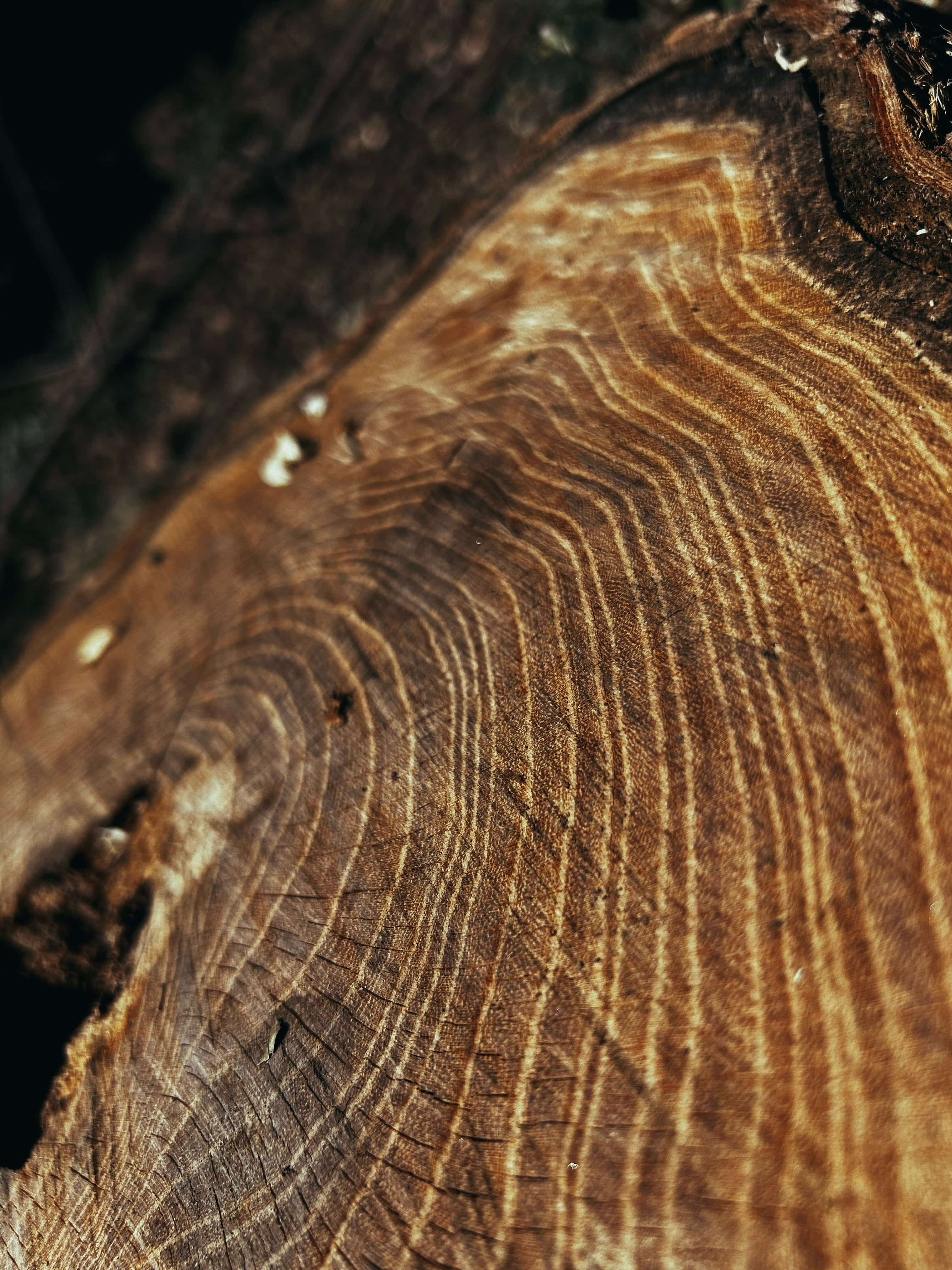  foto a colori di un tronco d'albero tagliato, in macro visibili le linee della vita dell'albero.