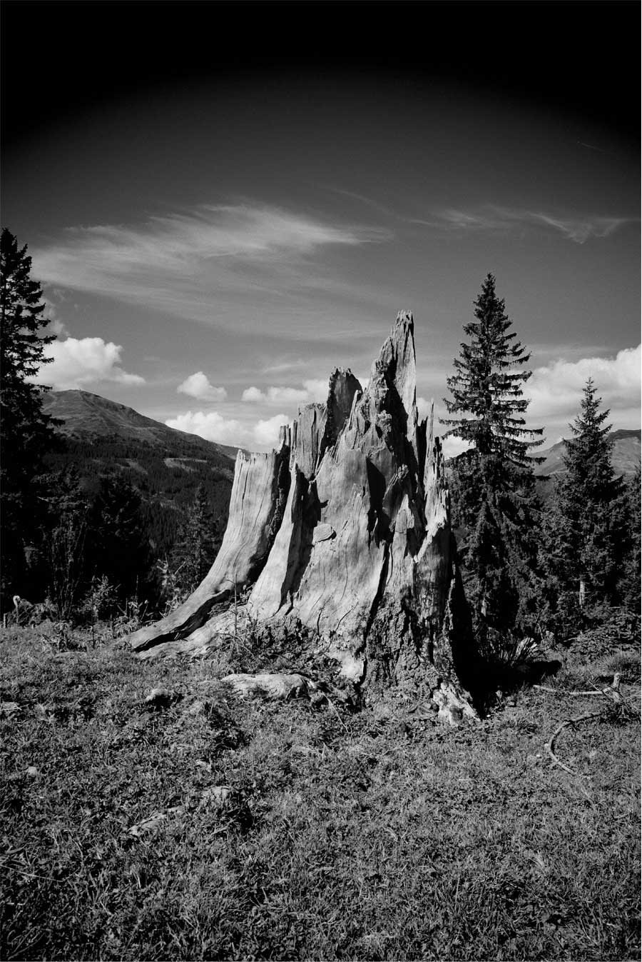  Fotografia di un ceppo di legno frastagliato che somiglia ad una montagna.
