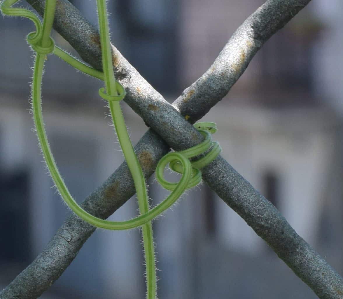 Fotografia in macro di piccoli viticci che si avvolgono su una recinzione metallica.