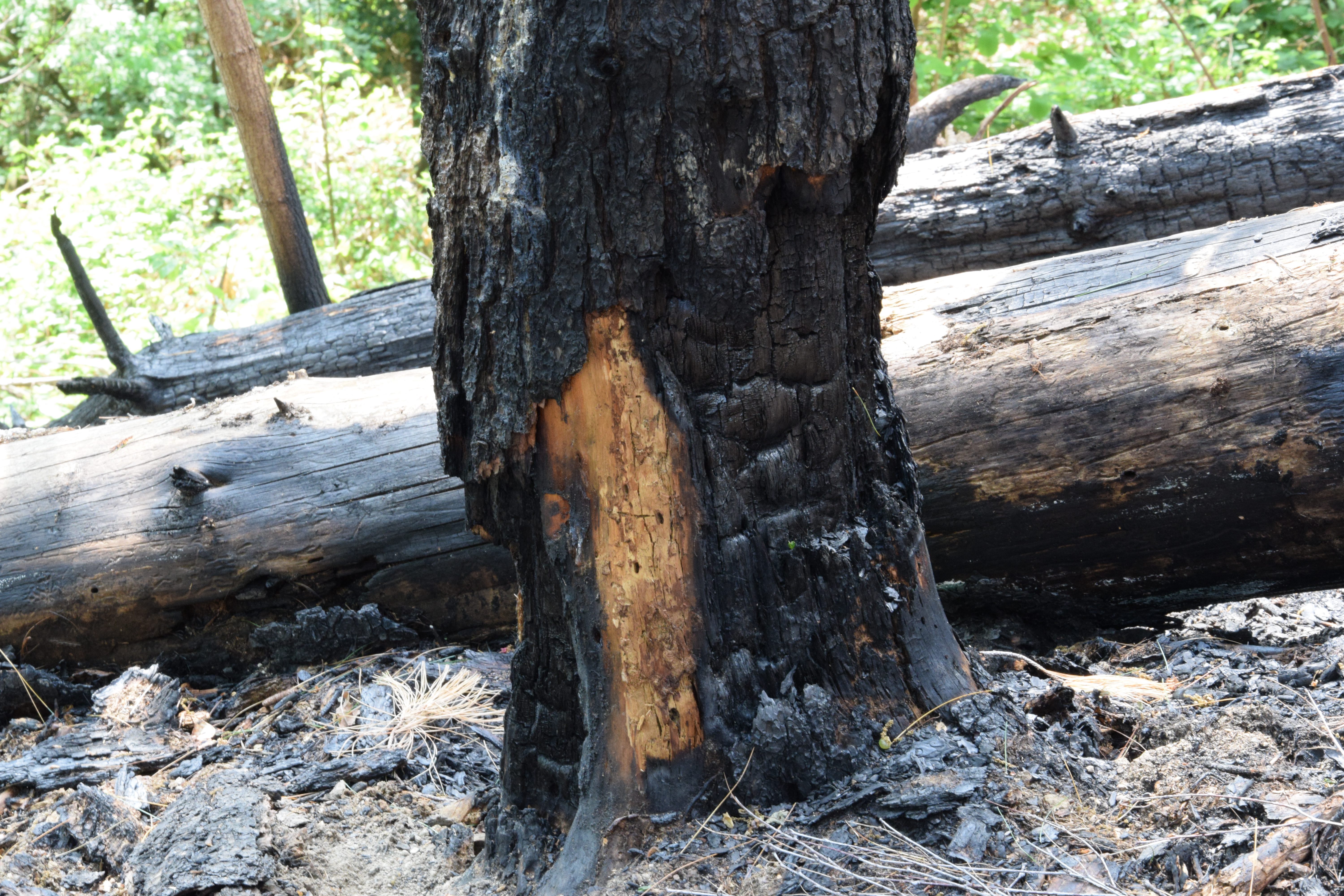 cicatrici della società