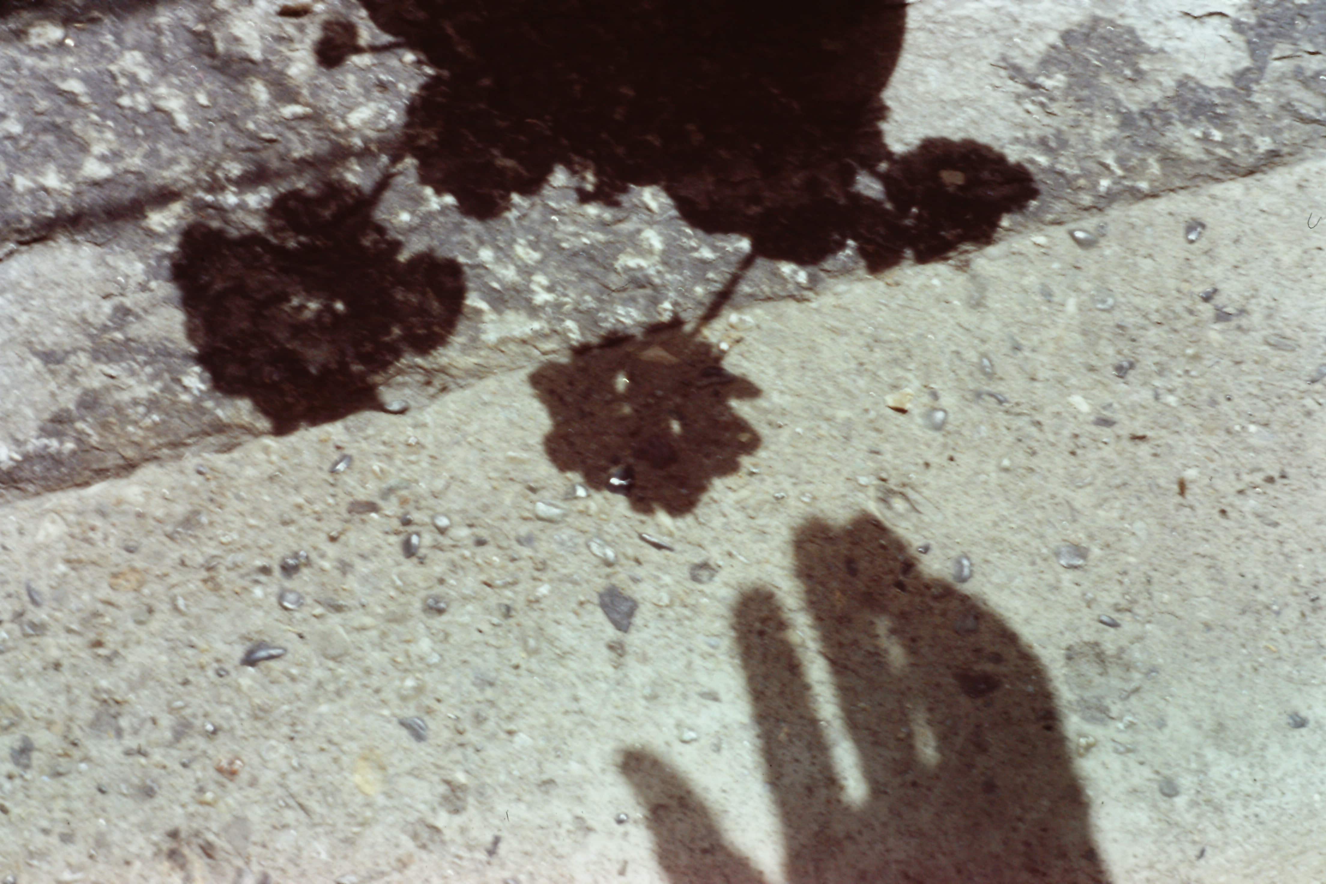 Un'ombra di un fiore e di una mano che prova a prenderlo