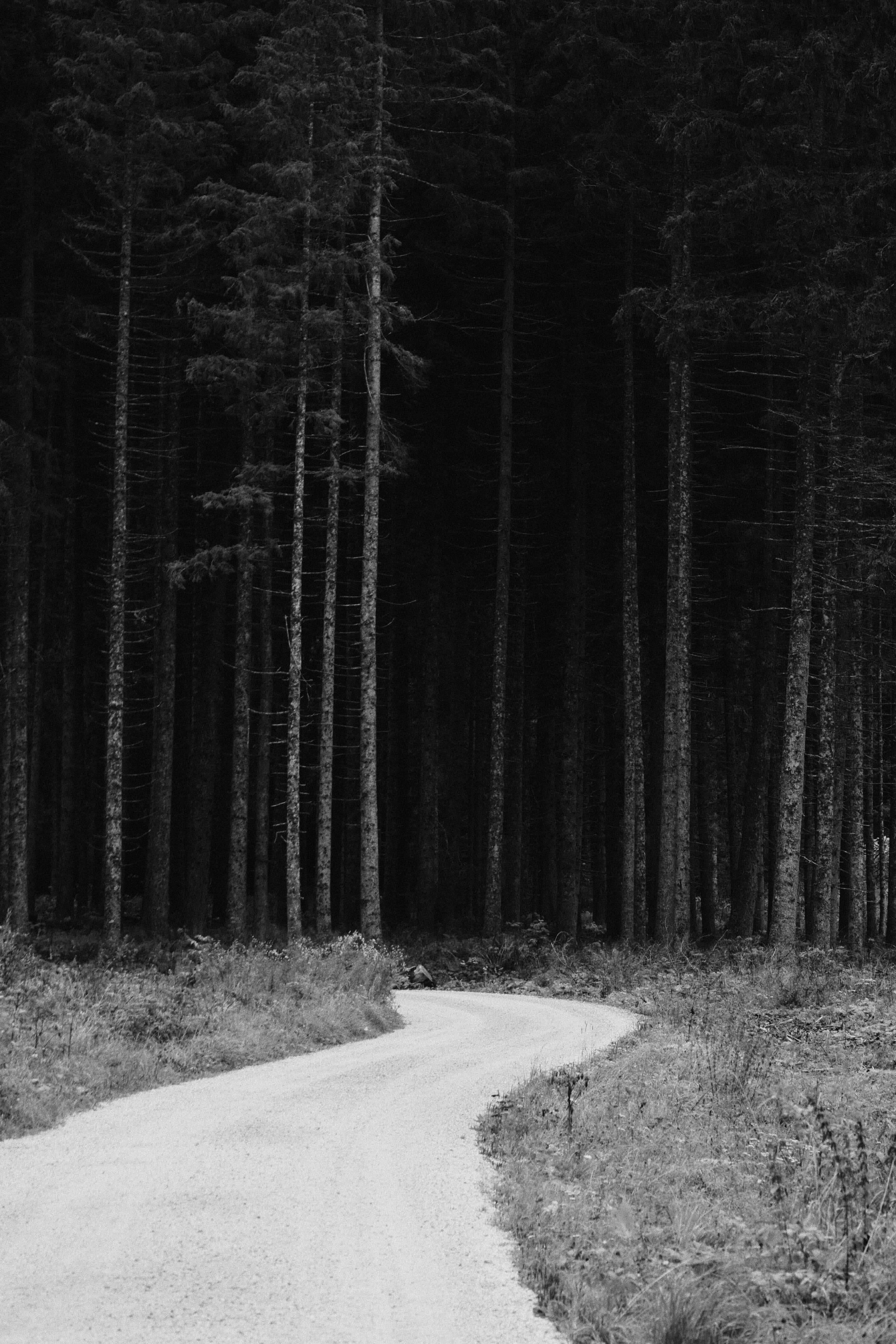 Foto in bianco e nero di un sentiero che si va a perdere in mezzo agli alberi.